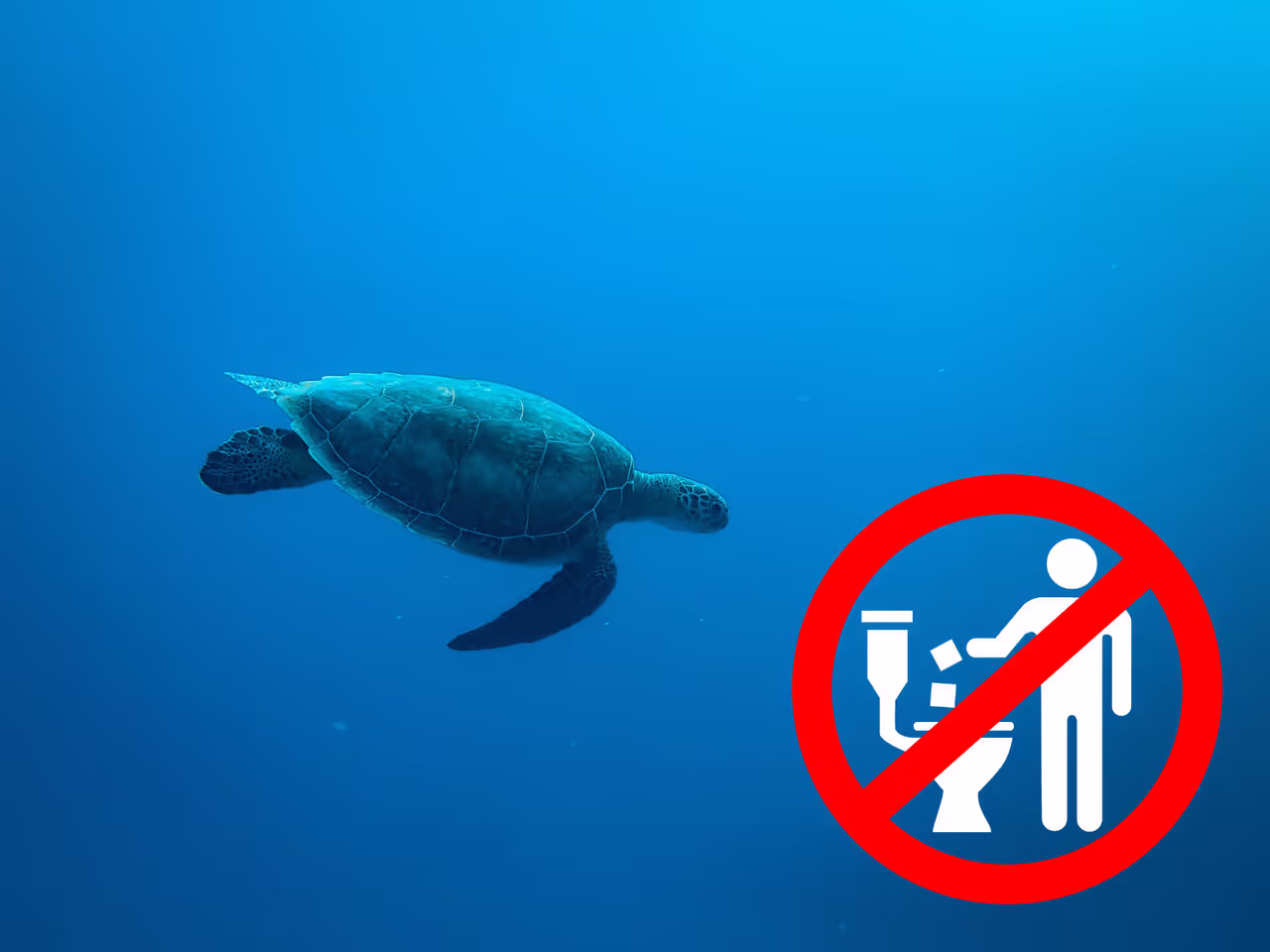 A turtle swimming with the no flush logo
